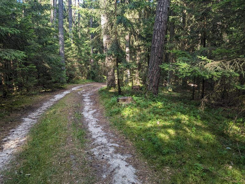Waldweg im hinteren Gemeindewald 1 - Juli 2023
