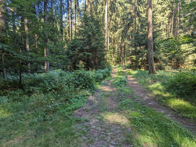 Waldweg im hinteren Gemeindewald 3 - Juli 2023: Das Bild zeigt ein fotorealistisches Bild eines sandigen Weges in einem dichten Wald. Der Weg windet sich und verschwindet in der Ferne. Die Bäume sind hoch und das Laub ist dicht. Der Boden neben dem Weg ist dicht und grün bewachsen. Das Licht ist gefleckt und die Stimmung ist friedlich. Das Bild wurde aus einem niedrigen Winkel aufgenommen und zeigt einen Blick nach oben auf die Bäume.