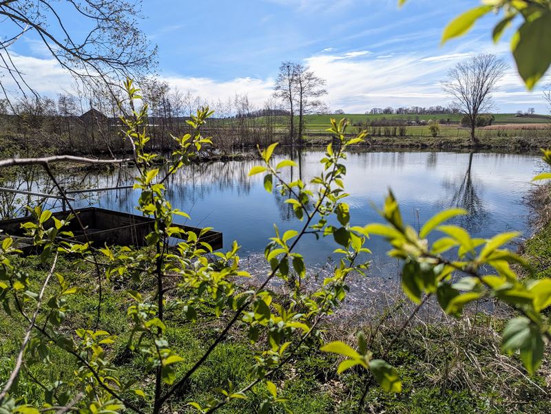 Ein Foto der Teichkläranlage in Adelshausen, die von üppiger Vegetation umgeben ist. Das klare Wasser des Teiches spiegelt den blauen Himmel wider, während im Vordergrund der Ablauf in den Dorfbach zu sehen ist.